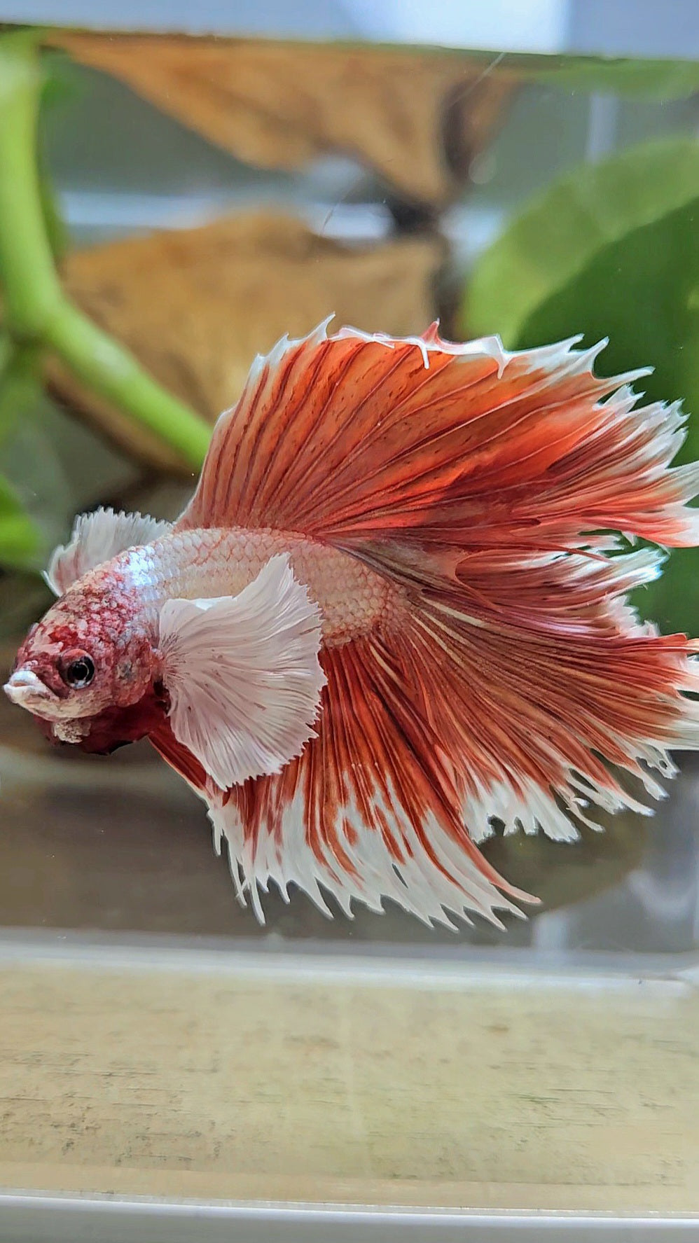 HALFMOON DOUBLE TAIL DUMBO EAR ROSEGOLD BETTA FISH