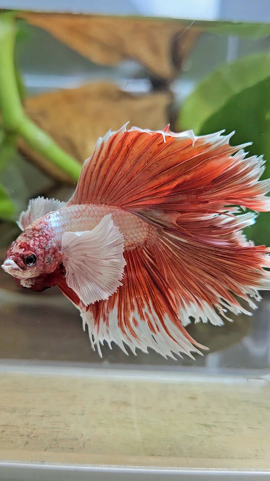 HALFMOON DOUBLE TAIL DUMBO EAR ROSEGOLD BETTA FISH