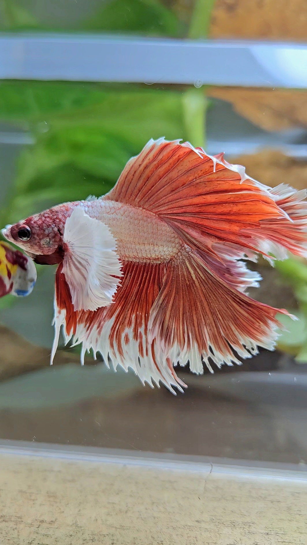HALFMOON DOUBLE TAIL DUMBO EAR ROSEGOLD BETTA FISH