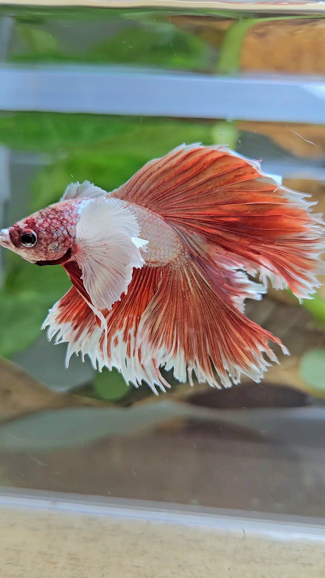 HALFMOON DOUBLE TAIL DUMBO EAR ROSEGOLD BETTA FISH