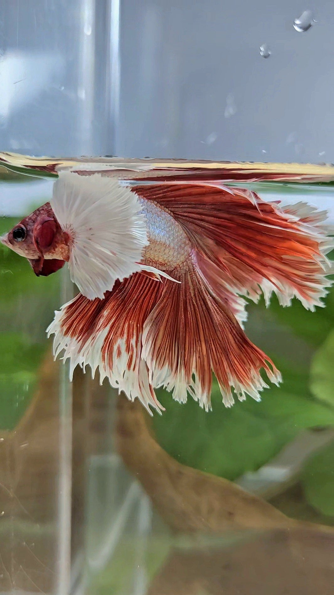HALFMOON DOUBLE TAIL DUMBO EAR ROSEGOLD BETTA FISH