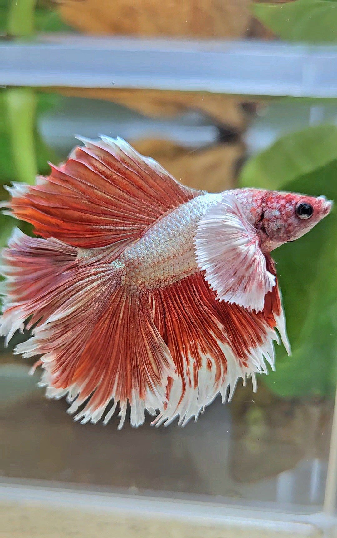 HALFMOON DOUBLE TAIL DUMBO EAR ROSEGOLD BETTA FISH