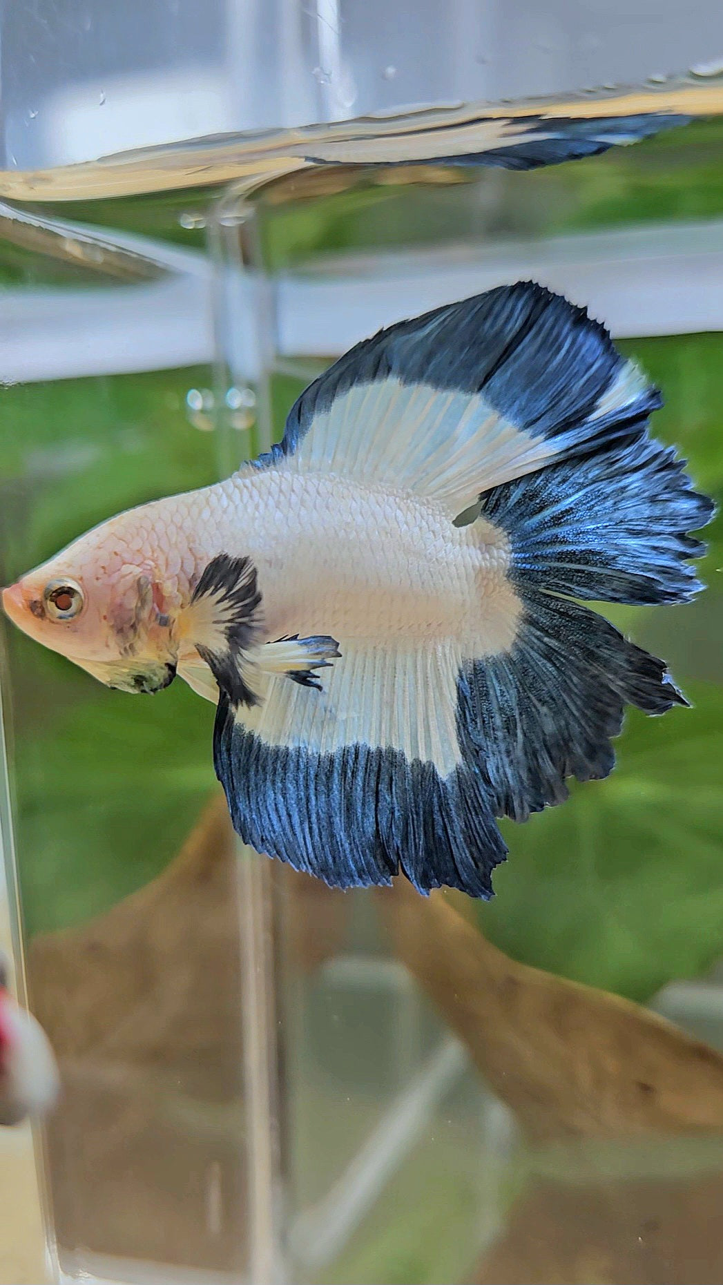 HALFMOON DOUBLE TAIL BLUE RIM BUTTERFLY BETTA FISH