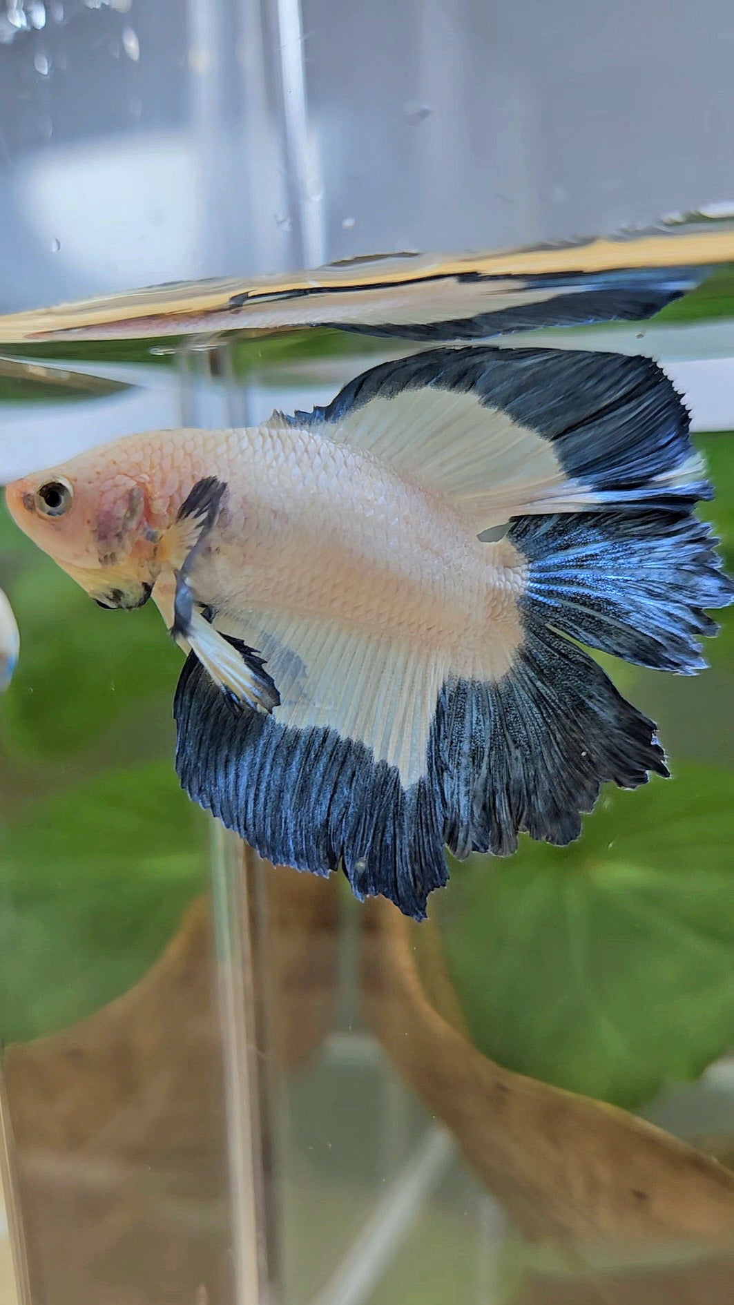 HALFMOON DOUBLE TAIL BLUE RIM BUTTERFLY BETTA FISH