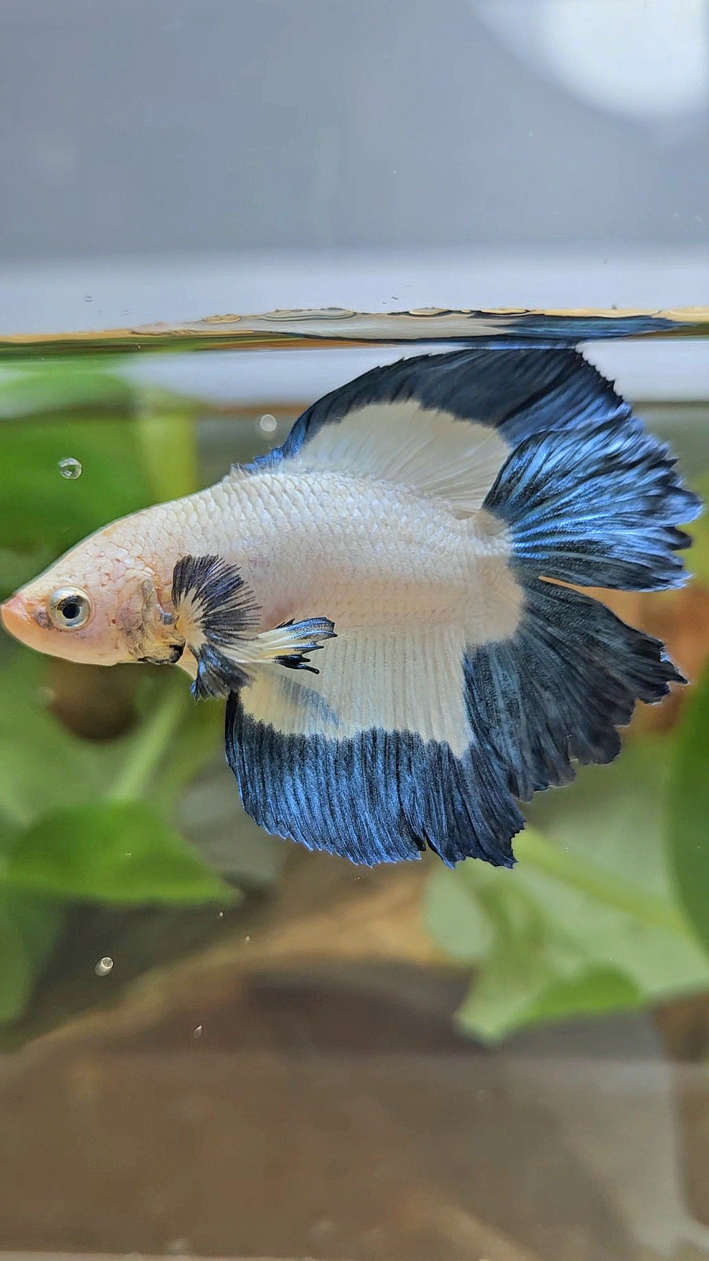 HALFMOON DOUBLE TAIL BLUE RIM BUTTERFLY BETTA FISH