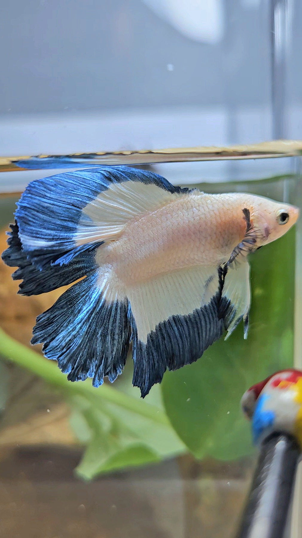 HALFMOON DOUBLE TAIL BLUE RIM BUTTERFLY BETTA FISH
