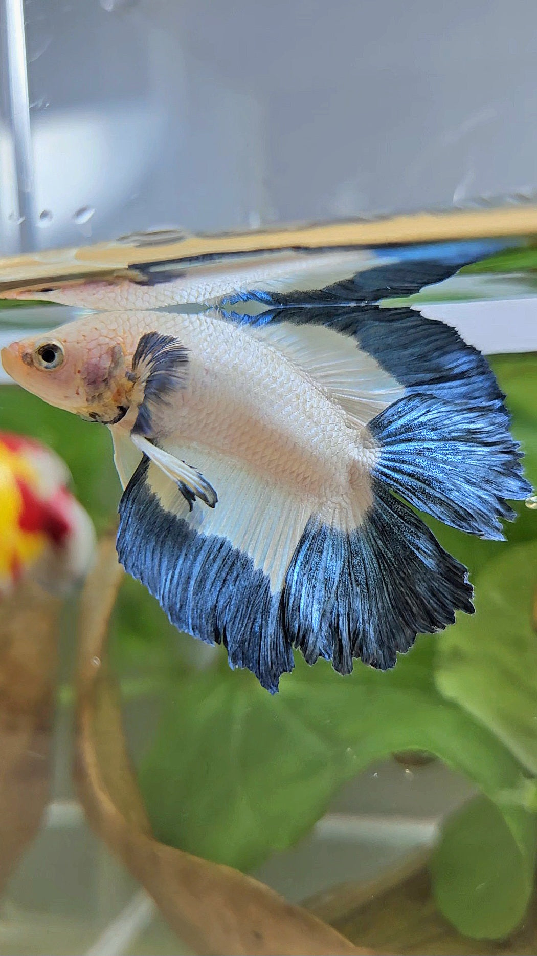 HALFMOON DOUBLE TAIL BLUE RIM BUTTERFLY BETTA FISH