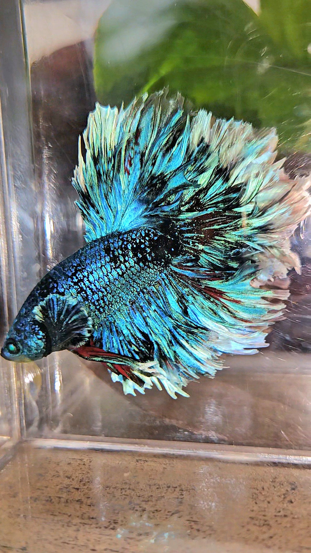 LUXURY KING FEATHER TAIL HALFMOON BLUE BLACKSTAR AVATAR WHITE PATTERN BETTA FISH
