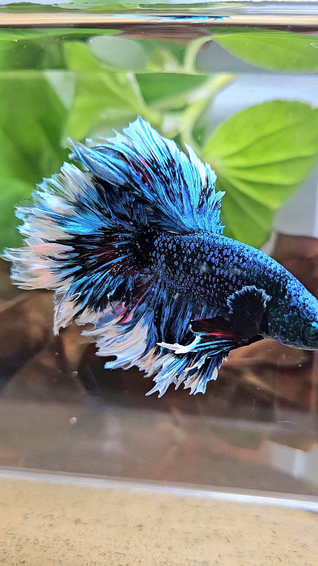 LUXURY KING FEATHER TAIL HALFMOON BLUE BLACKSTAR AVATAR WHITE PATTERN BETTA FISH