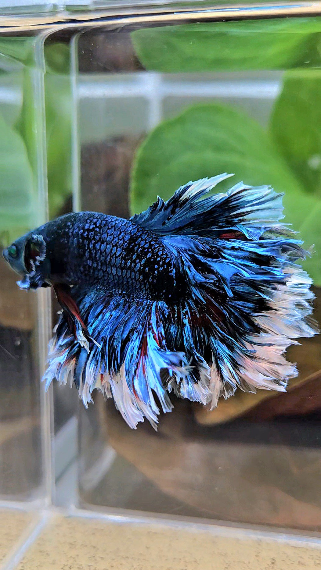 LUXURY KING FEATHER TAIL HALFMOON BLUE BLACKSTAR AVATAR WHITE PATTERN BETTA FISH