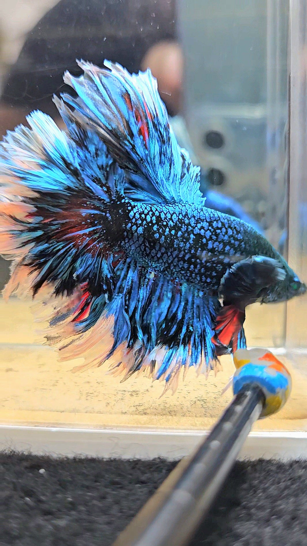 LUXURY KING FEATHER TAIL HALFMOON BLUE BLACKSTAR AVATAR WHITE PATTERN BETTA FISH