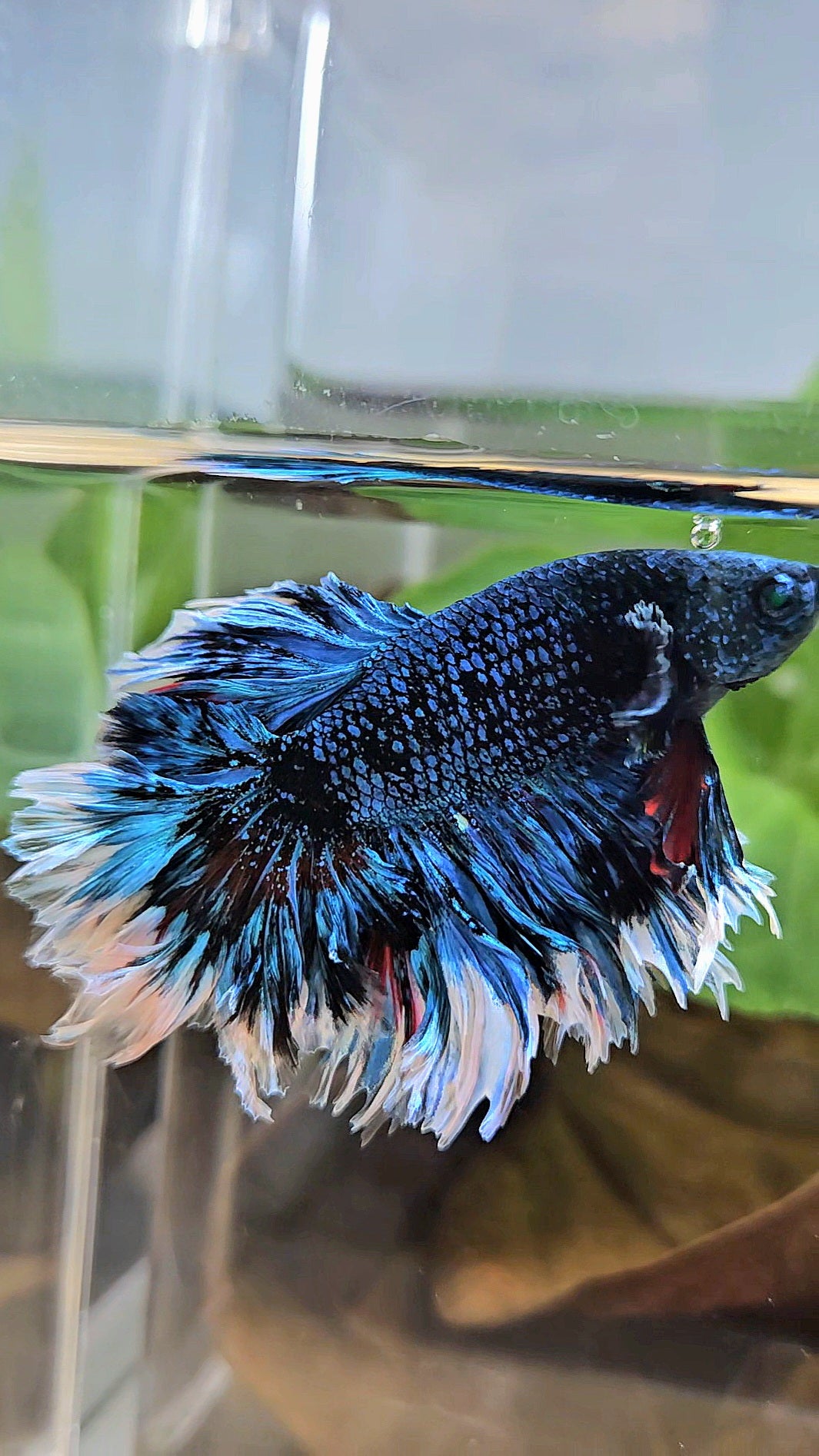 LUXURY KING FEATHER TAIL HALFMOON BLUE BLACKSTAR AVATAR WHITE PATTERN BETTA FISH
