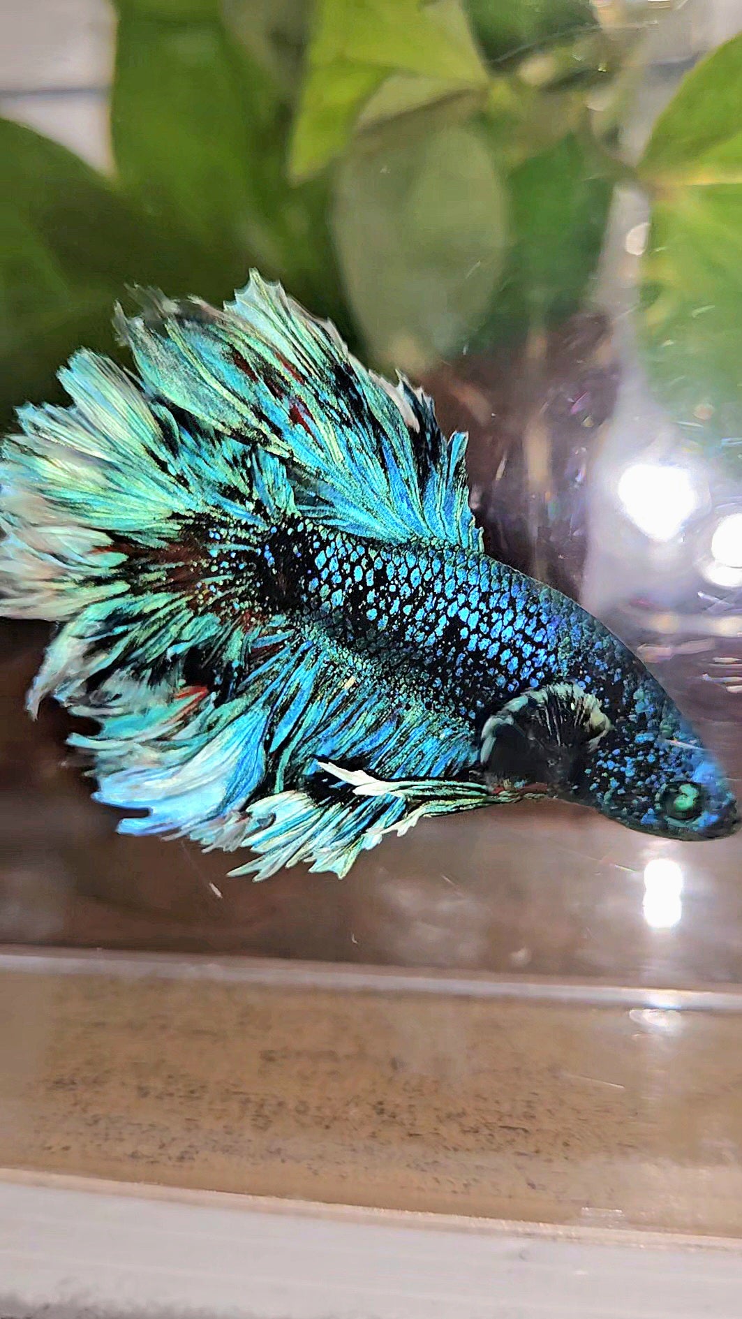 LUXURY KING FEATHER TAIL HALFMOON BLUE BLACKSTAR AVATAR WHITE PATTERN BETTA FISH
