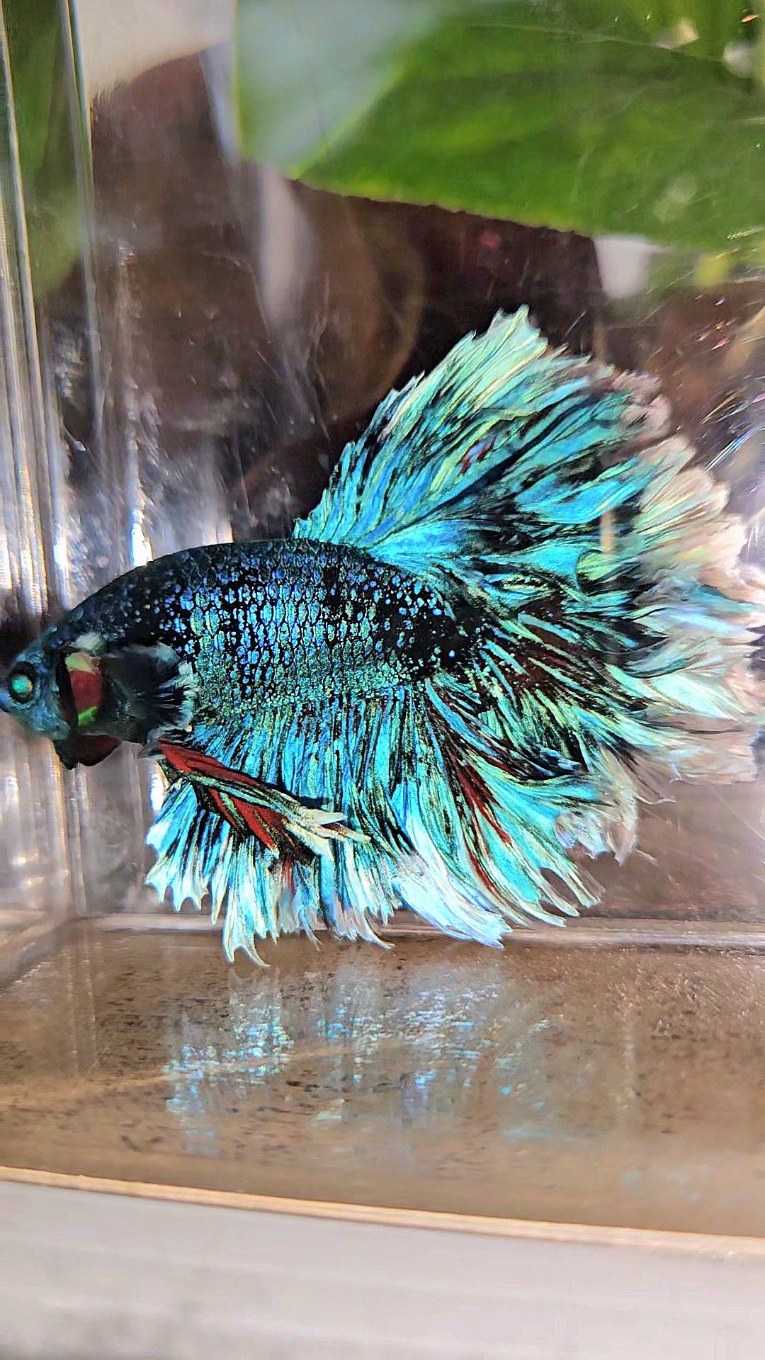 LUXURY KING FEATHER TAIL HALFMOON BLUE BLACKSTAR AVATAR WHITE PATTERN BETTA FISH