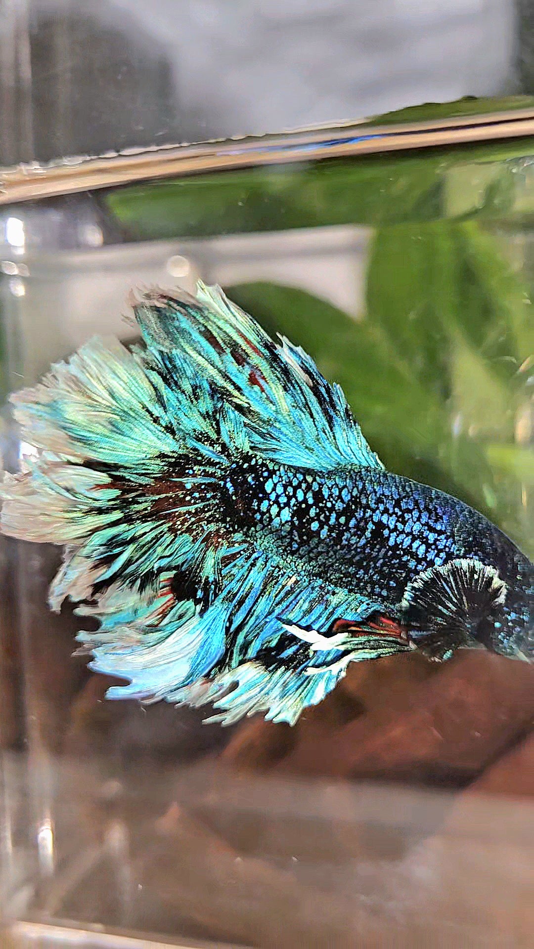 LUXURY KING FEATHER TAIL HALFMOON BLUE BLACKSTAR AVATAR WHITE PATTERN BETTA FISH