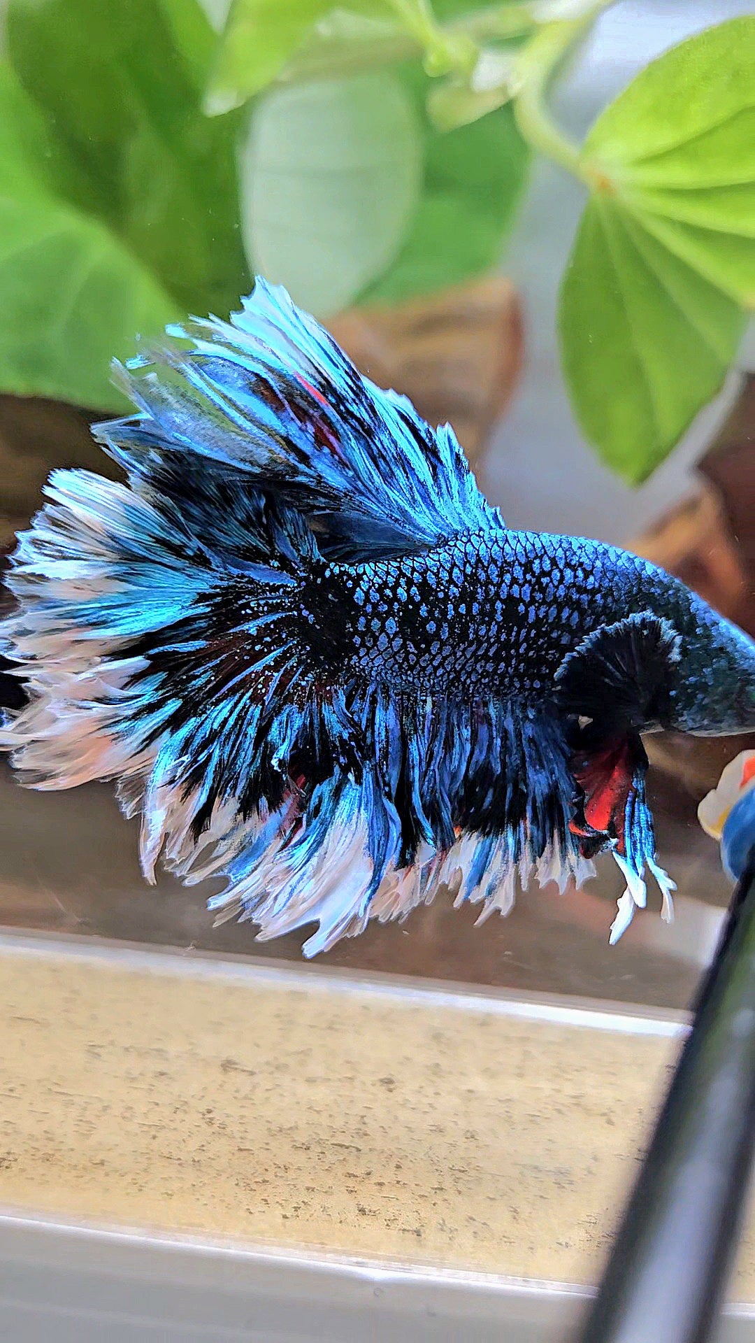 LUXURY KING FEATHER TAIL HALFMOON BLUE BLACKSTAR AVATAR WHITE PATTERN BETTA FISH