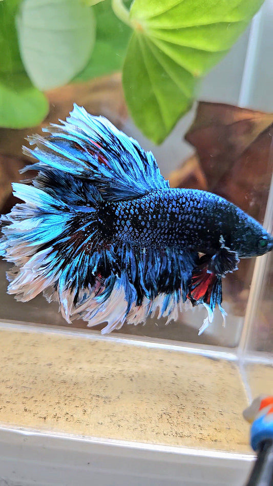 LUXURY KING FEATHER TAIL HALFMOON BLUE BLACKSTAR AVATAR WHITE PATTERN BETTA FISH