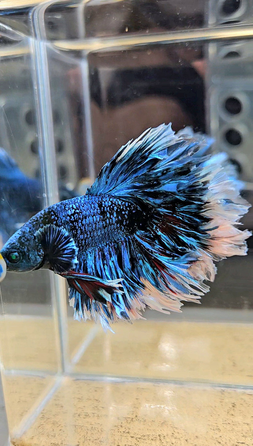 LUXURY KING FEATHER TAIL HALFMOON BLUE BLACKSTAR AVATAR WHITE PATTERN BETTA FISH