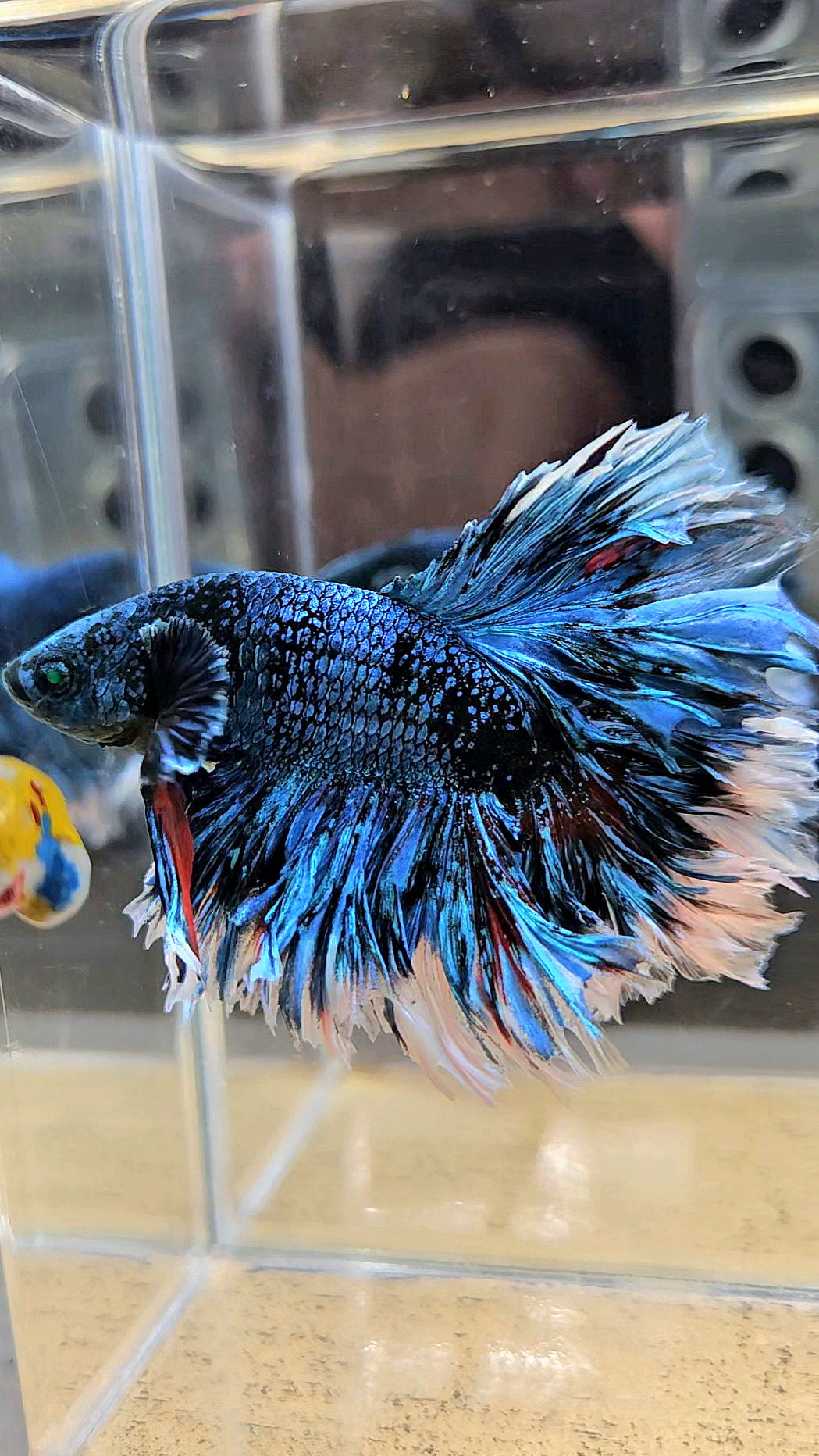 LUXURY KING FEATHER TAIL HALFMOON BLUE BLACKSTAR AVATAR WHITE PATTERN BETTA FISH