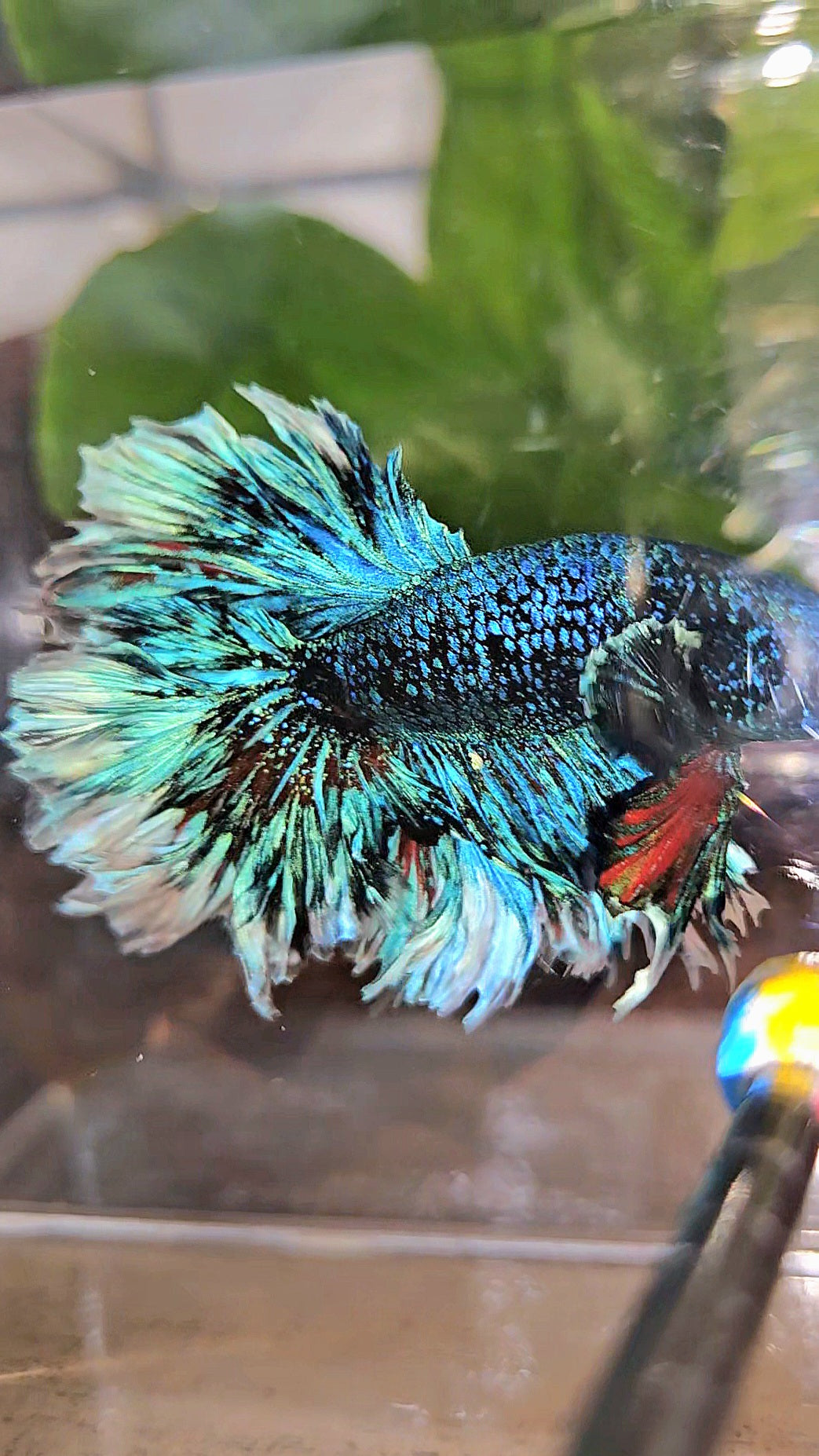 LUXURY KING FEATHER TAIL HALFMOON BLUE BLACKSTAR AVATAR WHITE PATTERN BETTA FISH