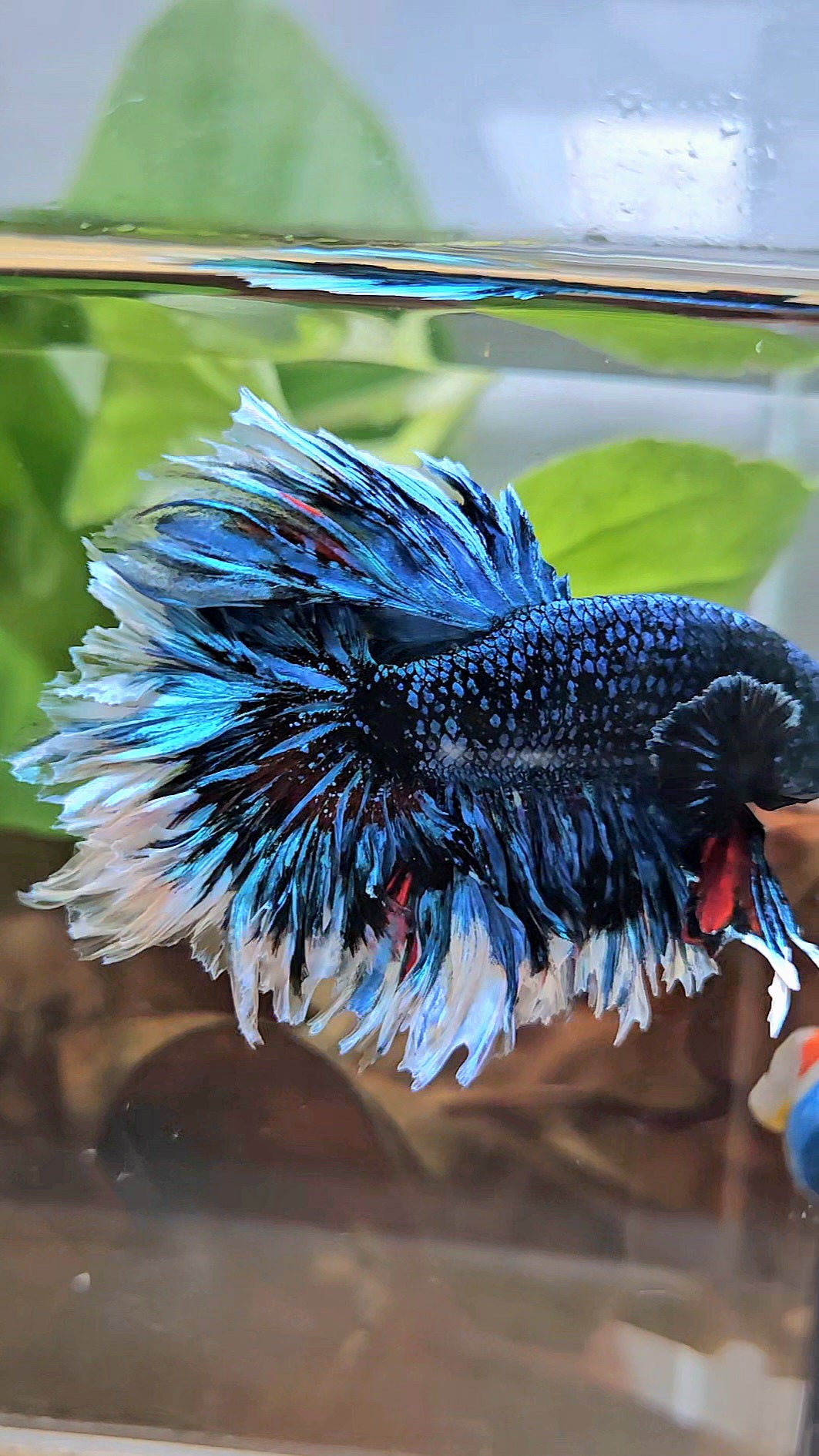 LUXURY KING FEATHER TAIL HALFMOON BLUE BLACKSTAR AVATAR WHITE PATTERN BETTA FISH