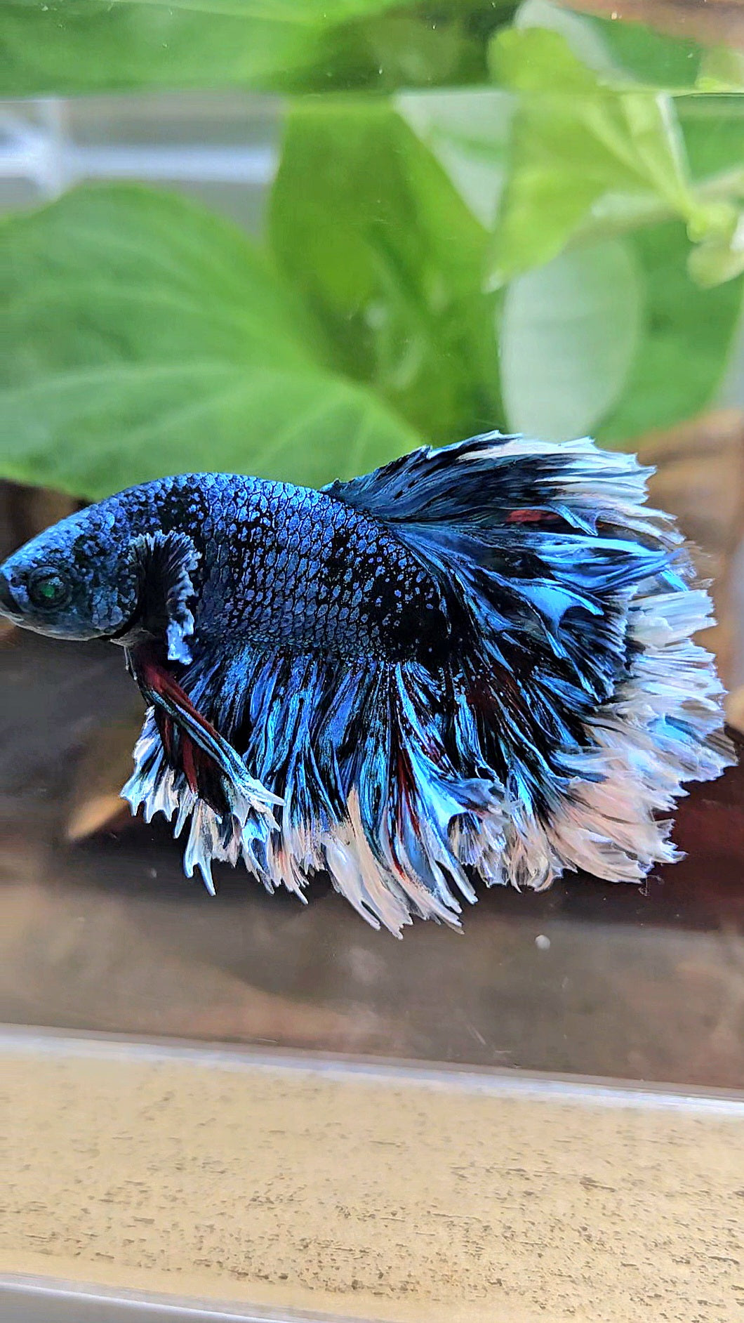 LUXURY KING FEATHER TAIL HALFMOON BLUE BLACKSTAR AVATAR WHITE PATTERN BETTA FISH