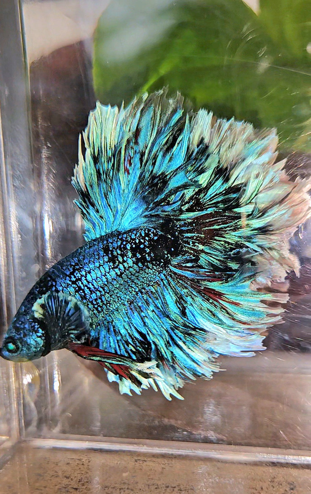 LUXURY KING FEATHER TAIL HALFMOON BLUE BLACKSTAR AVATAR WHITE PATTERN BETTA FISH