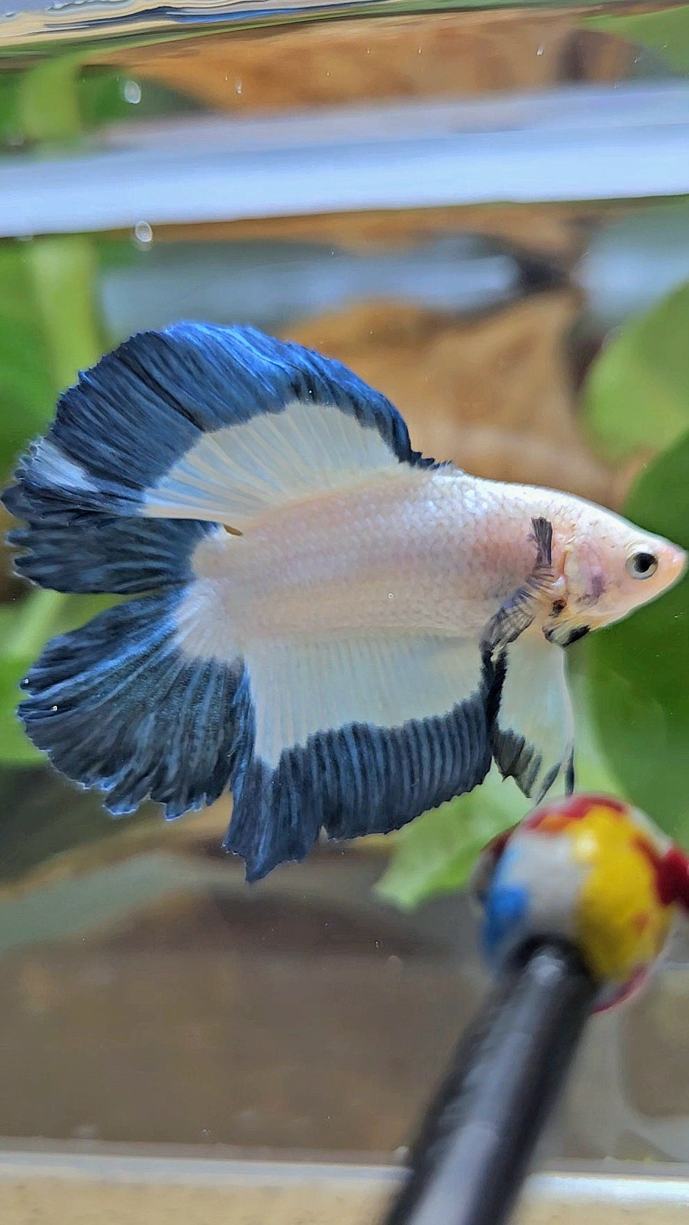 HALFMOON DOUBLE TAIL BLUE RIM BUTTERFLY BETTA FISH