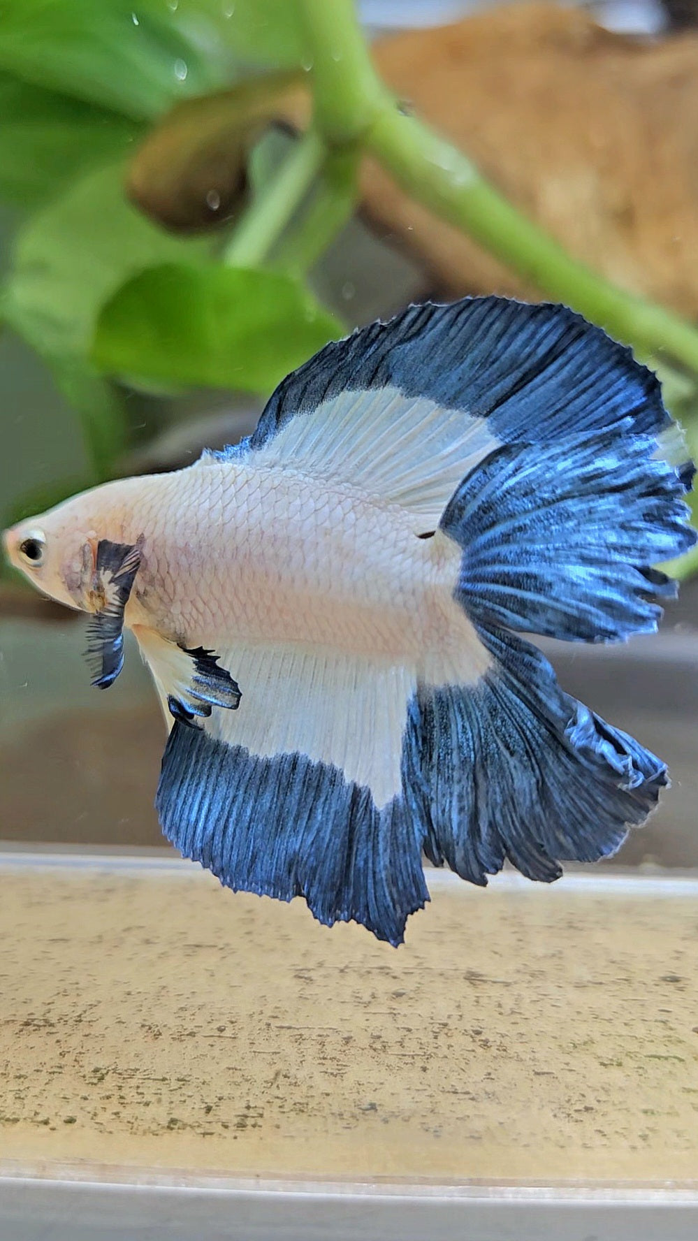 HALFMOON DOUBLE TAIL BLUE RIM BUTTERFLY BETTA FISH