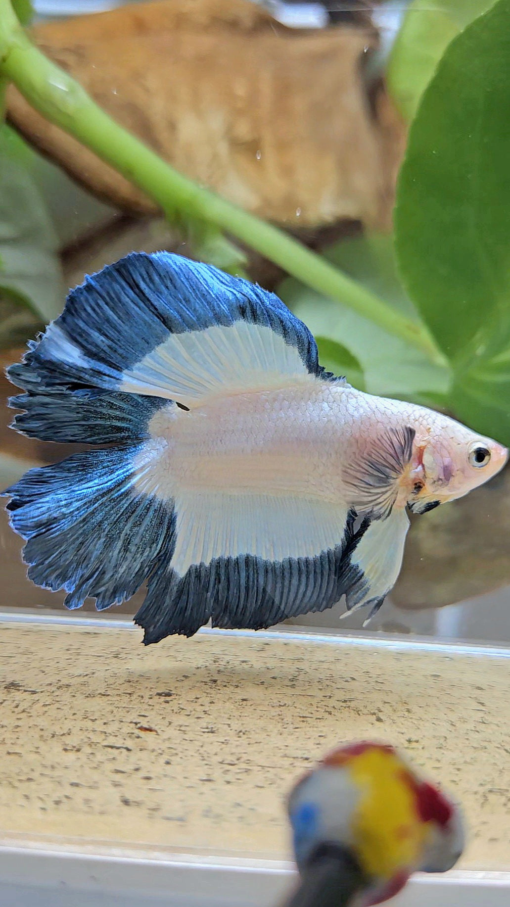 HALFMOON DOUBLE TAIL BLUE RIM BUTTERFLY BETTA FISH