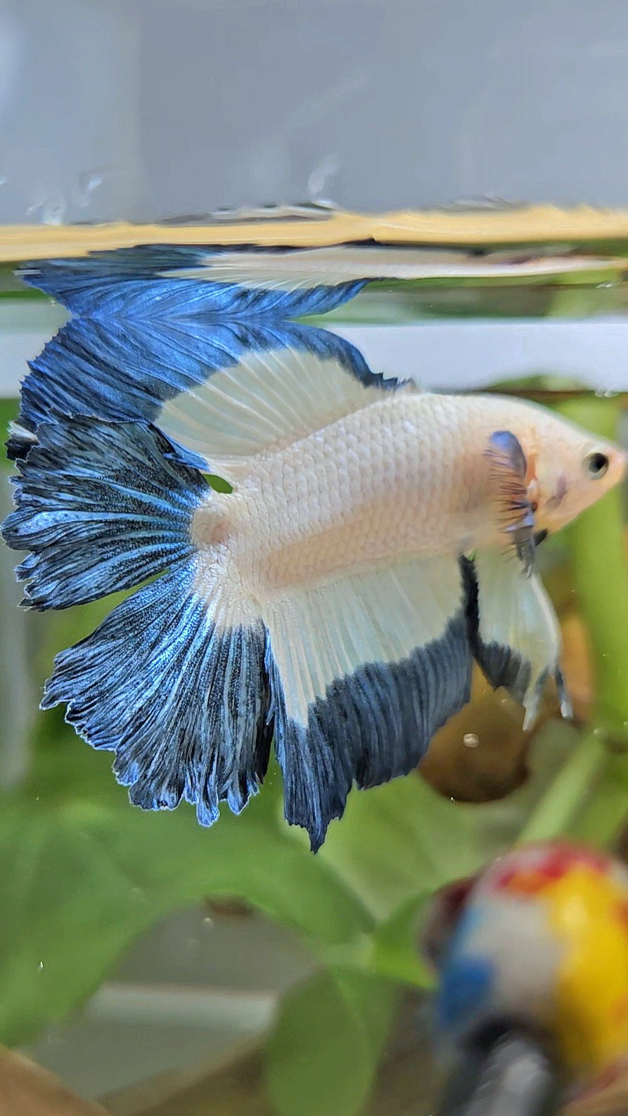 HALFMOON DOUBLE TAIL BLUE RIM BUTTERFLY BETTA FISH