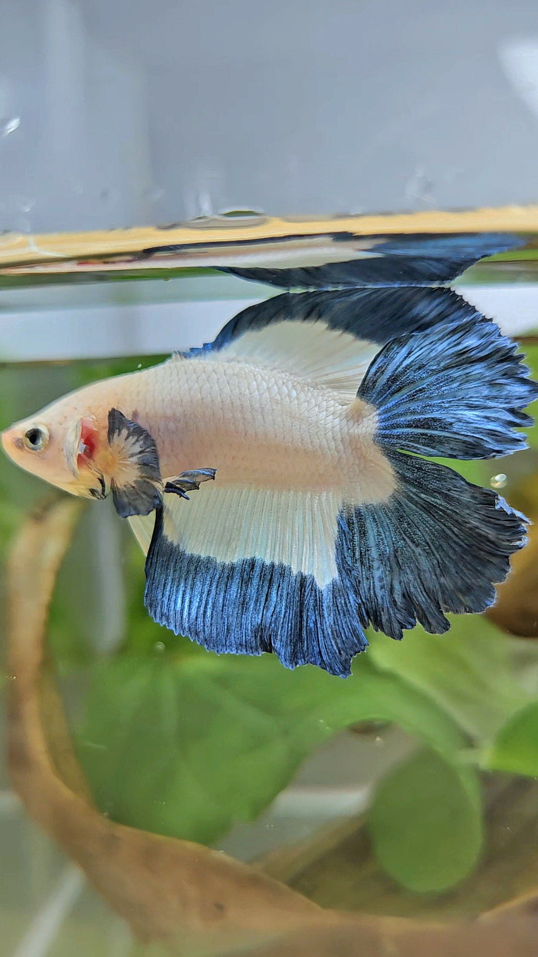 HALFMOON DOUBLE TAIL BLUE RIM BUTTERFLY BETTA FISH