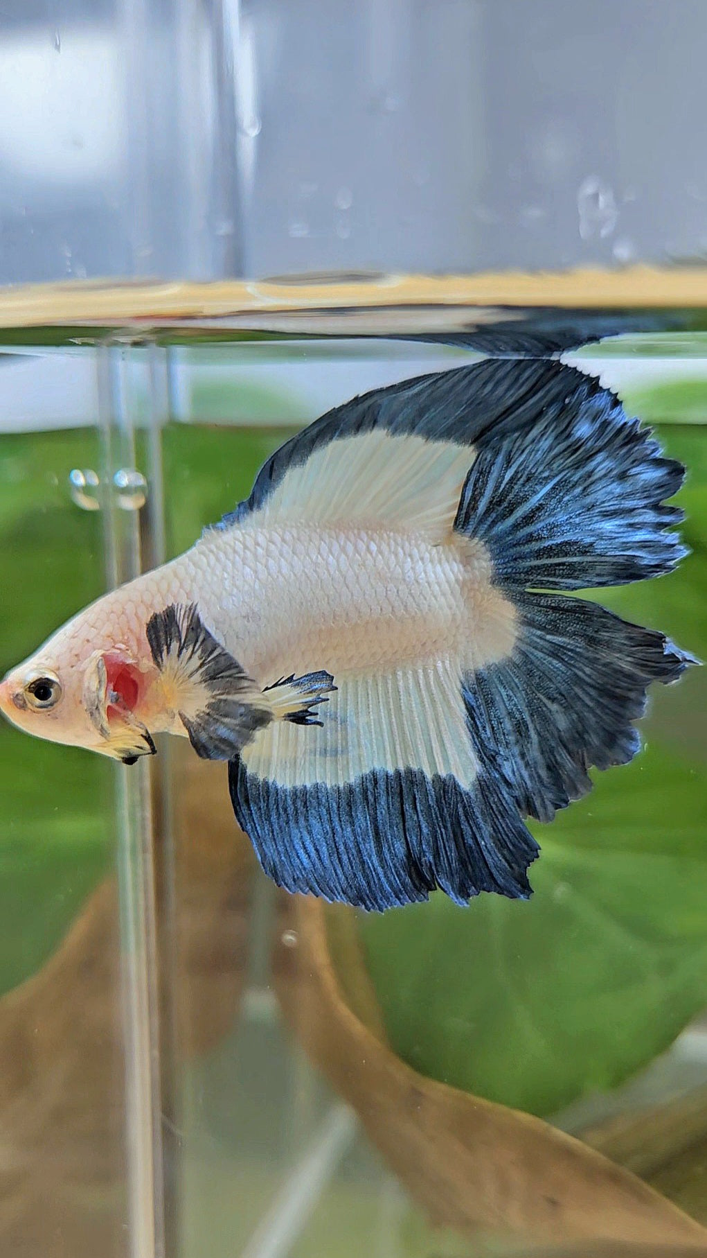 HALFMOON DOUBLE TAIL BLUE RIM BUTTERFLY BETTA FISH