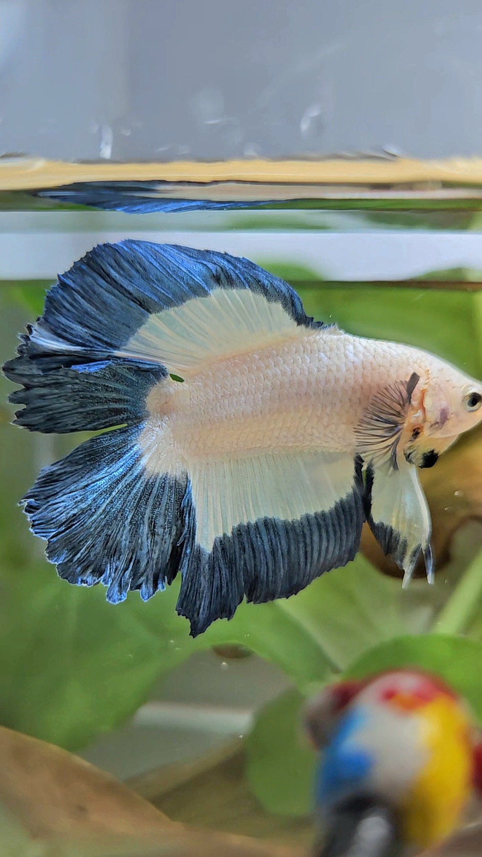 HALFMOON DOUBLE TAIL BLUE RIM BUTTERFLY BETTA FISH