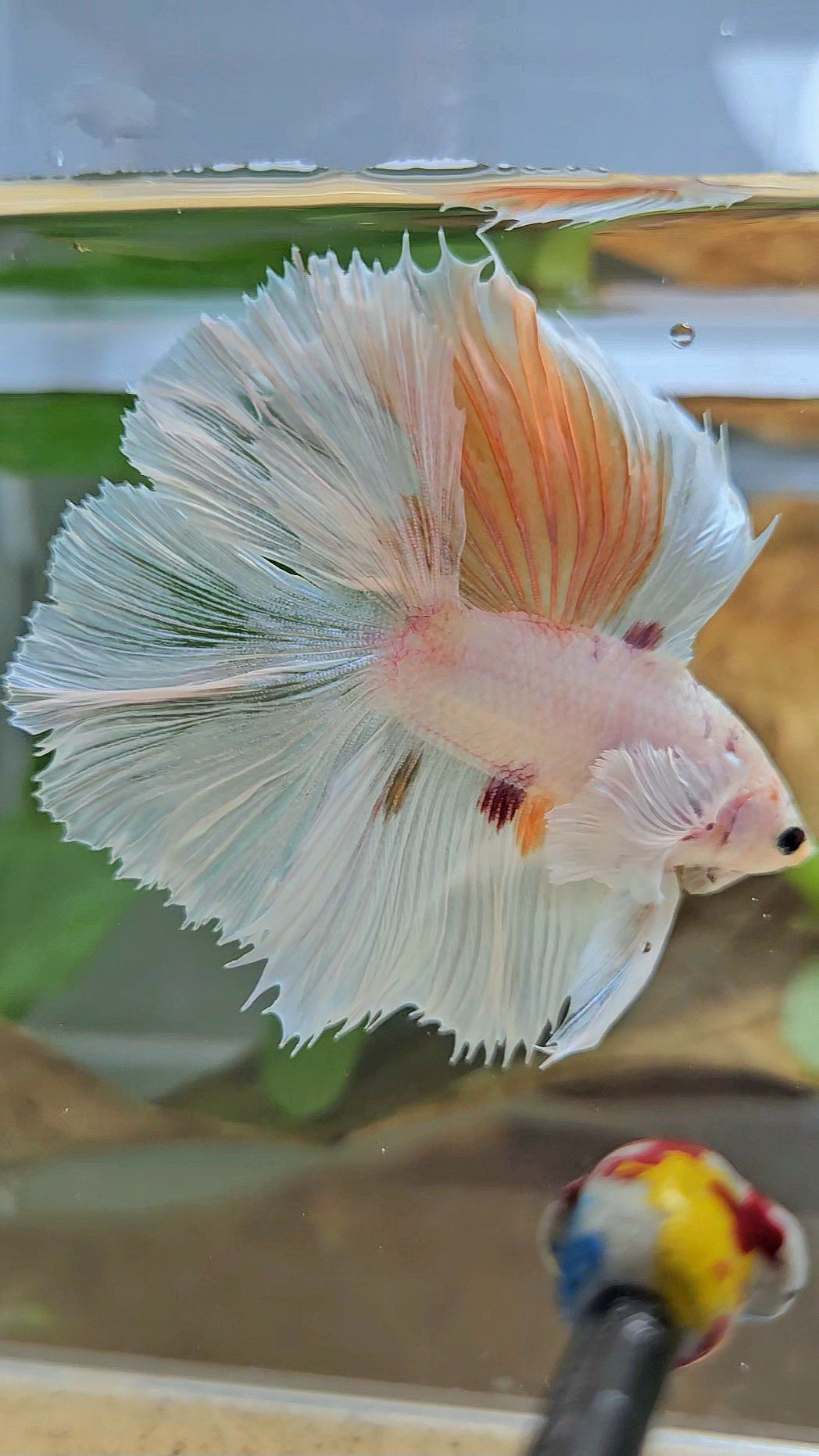 HALFMOON DOUBLE TAIL DUMBO EAR WHITE ORANGE WASH UNIQUE BETTA FISH