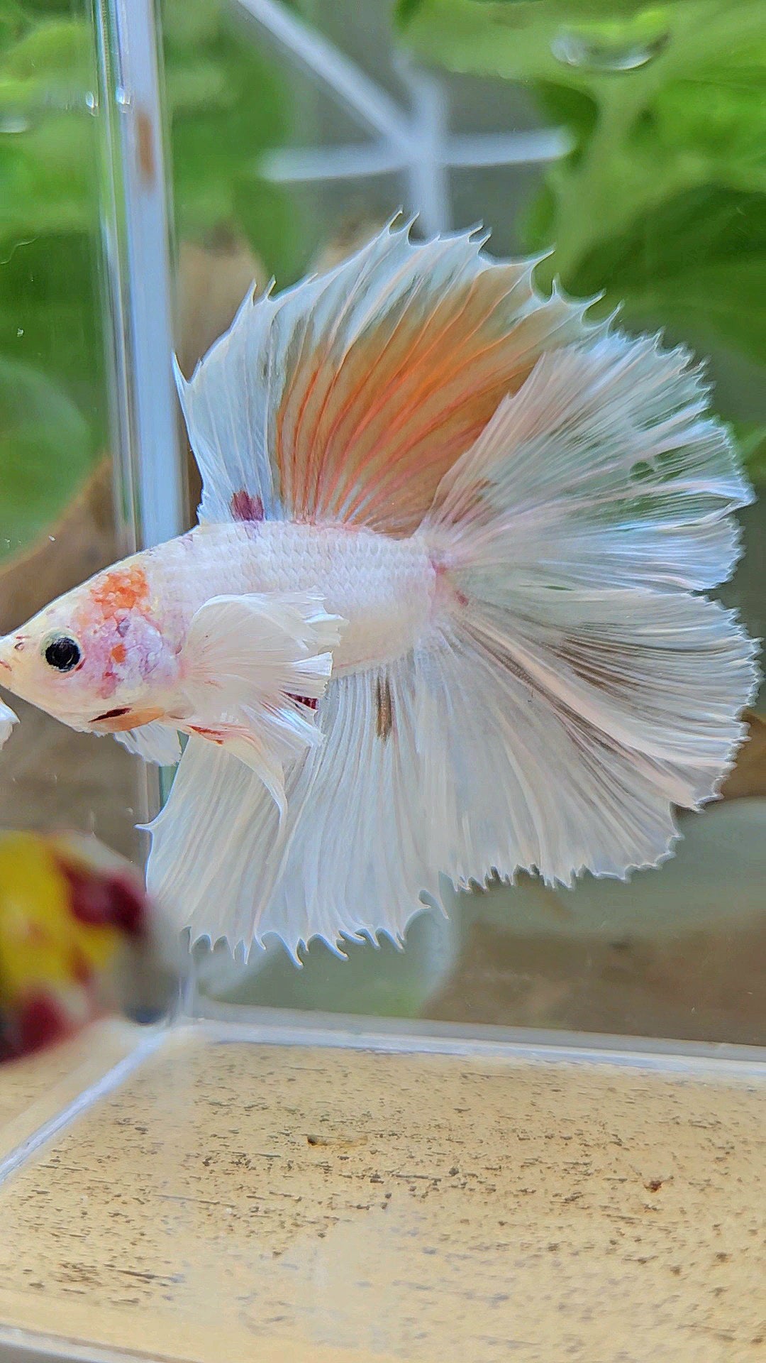 HALFMOON DOUBLE TAIL DUMBO EAR WHITE ORANGE WASH UNIQUE BETTA FISH