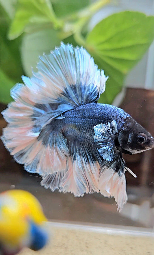 LUXURY KING HALFMOON FEATHER TAIL BLUE STEEL BUTTERFLY BETTA FISH