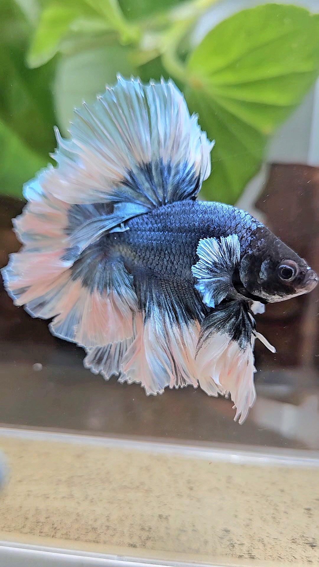 LUXURY KING HALFMOON FEATHER TAIL BLUE STEEL BUTTERFLY BETTA FISH