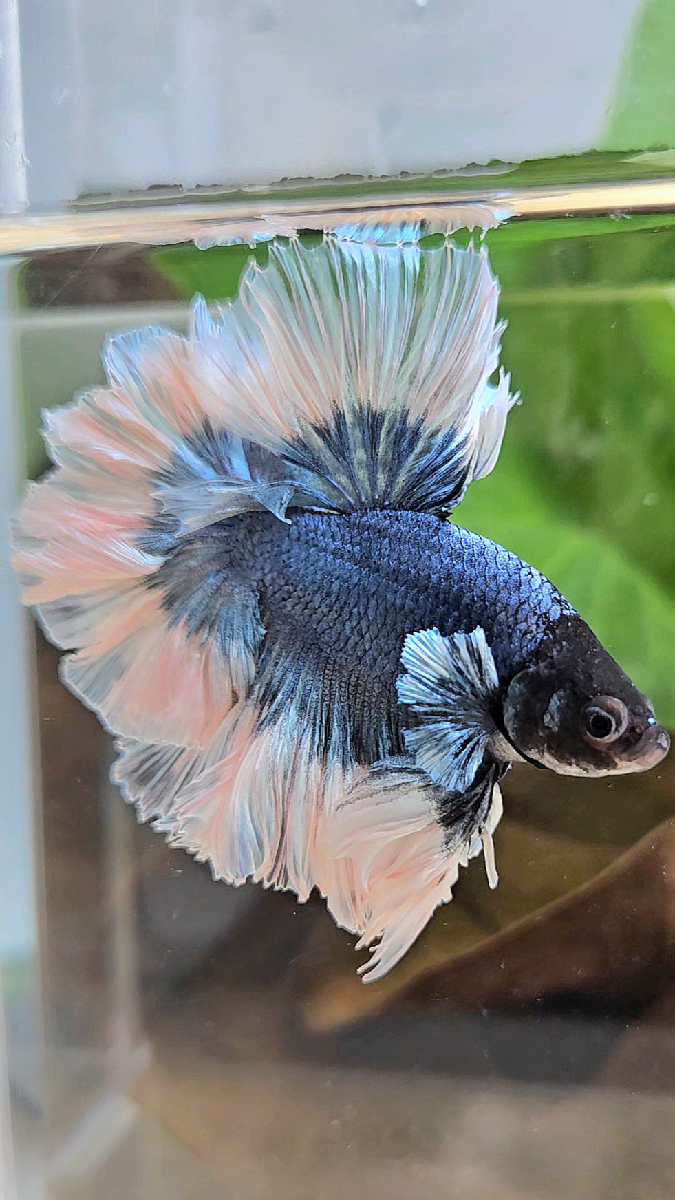 LUXURY KING HALFMOON FEATHER TAIL BLUE STEEL BUTTERFLY BETTA FISH