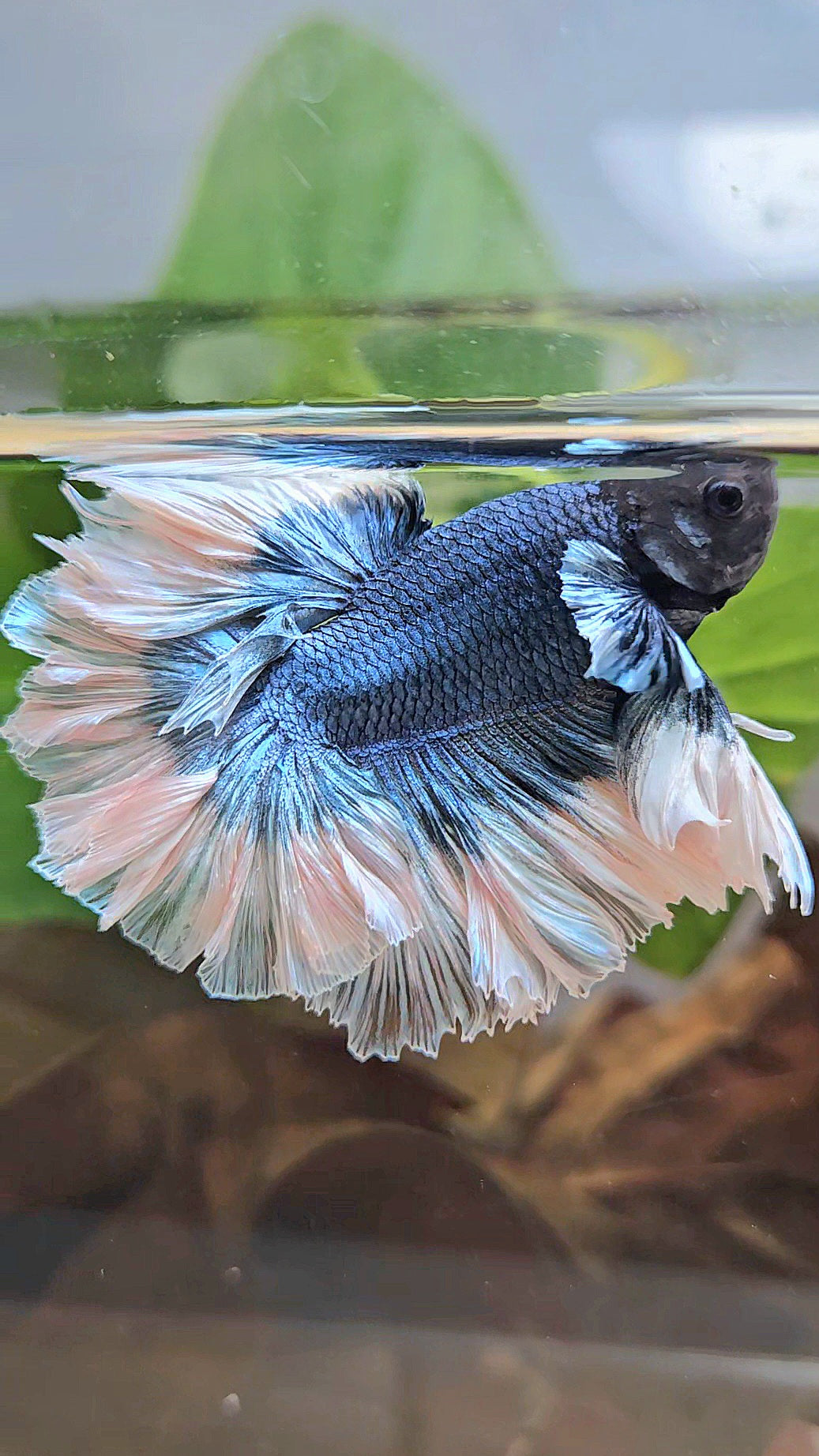 LUXURY KING HALFMOON FEATHER TAIL BLUE STEEL BUTTERFLY BETTA FISH