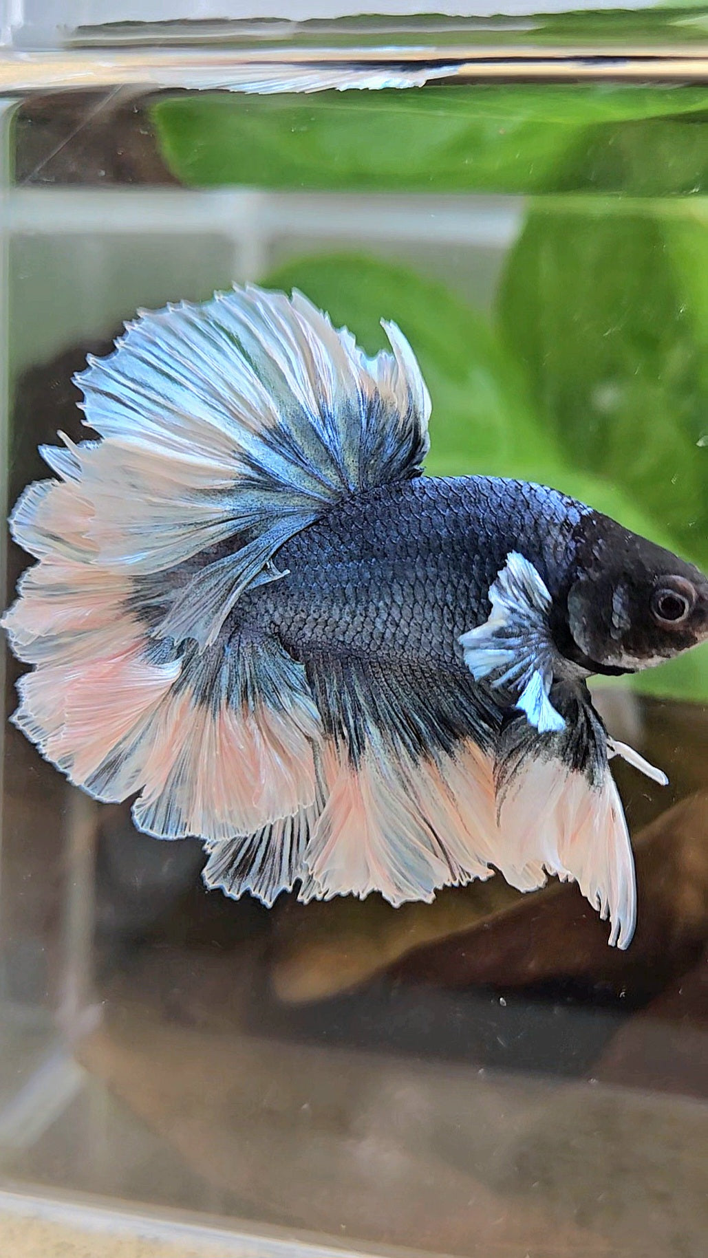 LUXURY KING HALFMOON FEATHER TAIL BLUE STEEL BUTTERFLY BETTA FISH
