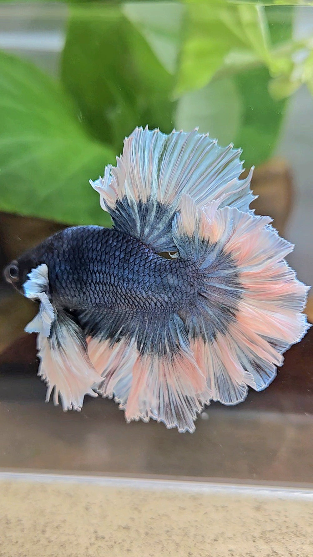 LUXURY KING HALFMOON FEATHER TAIL BLUE STEEL BUTTERFLY BETTA FISH