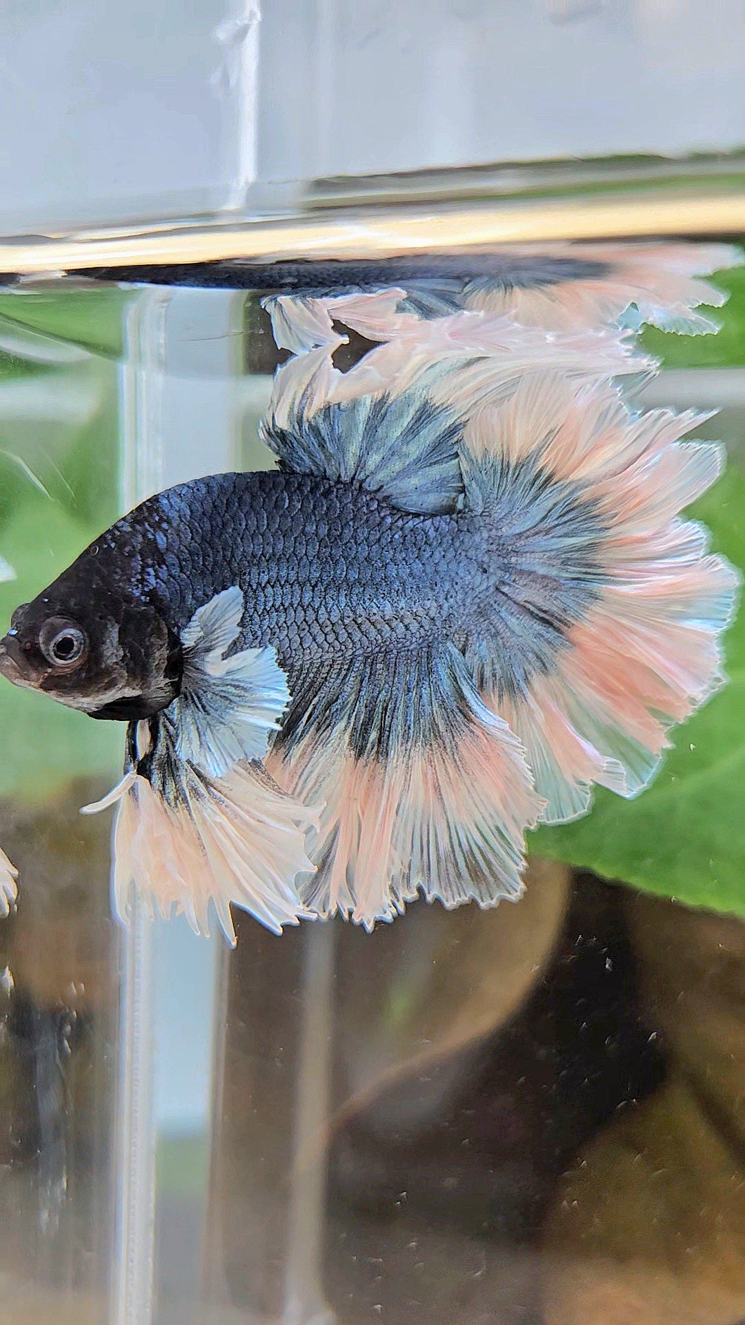 LUXURY KING HALFMOON FEATHER TAIL BLUE STEEL BUTTERFLY BETTA FISH