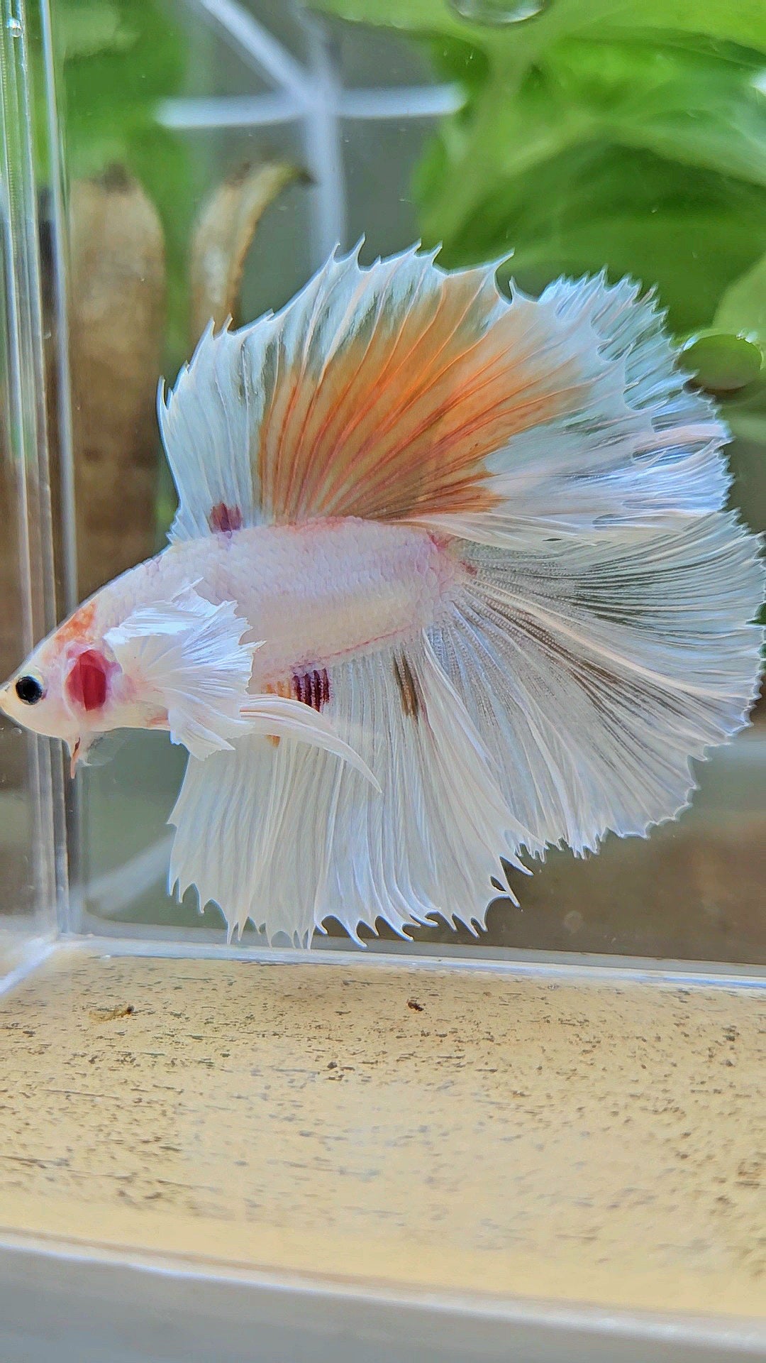 HALFMOON DOUBLE TAIL DUMBO EAR WHITE ORANGE WASH UNIQUE BETTA FISH