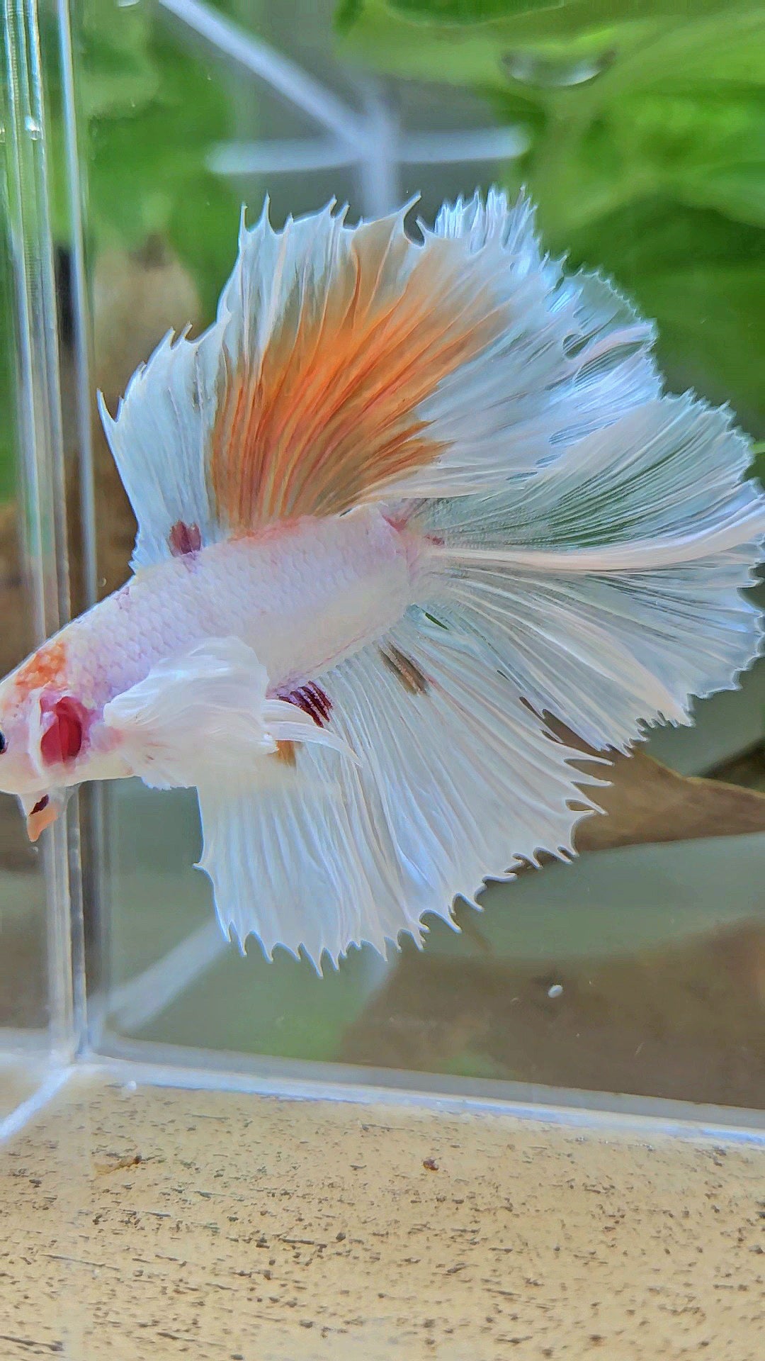 HALFMOON DOUBLE TAIL DUMBO EAR WHITE ORANGE WASH UNIQUE BETTA FISH