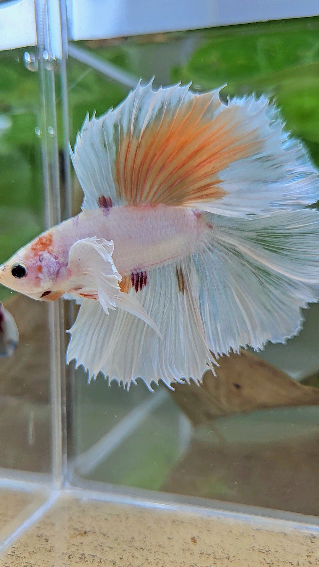 HALFMOON DOUBLE TAIL DUMBO EAR WHITE ORANGE WASH UNIQUE BETTA FISH