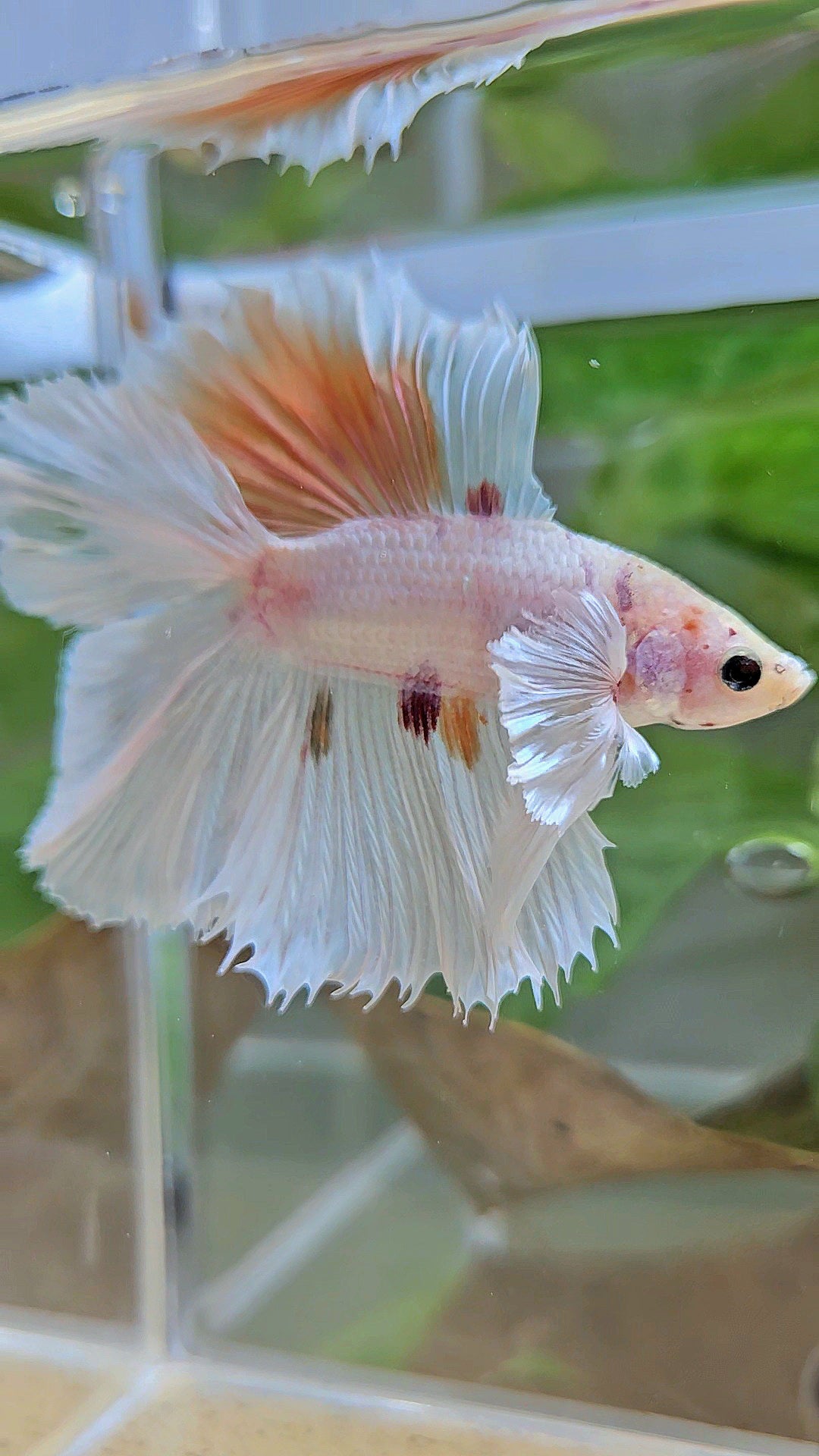 HALFMOON DOUBLE TAIL DUMBO EAR WHITE ORANGE WASH UNIQUE BETTA FISH