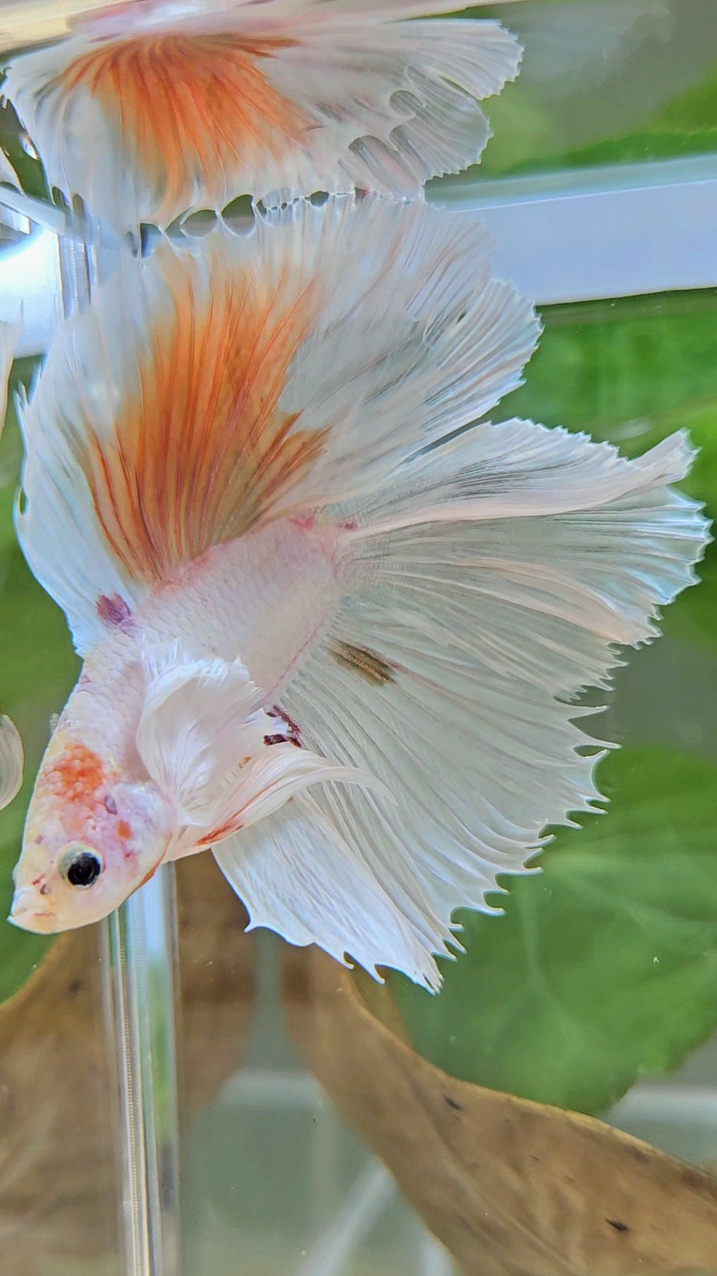 HALFMOON DOUBLE TAIL DUMBO EAR WHITE ORANGE WASH UNIQUE BETTA FISH
