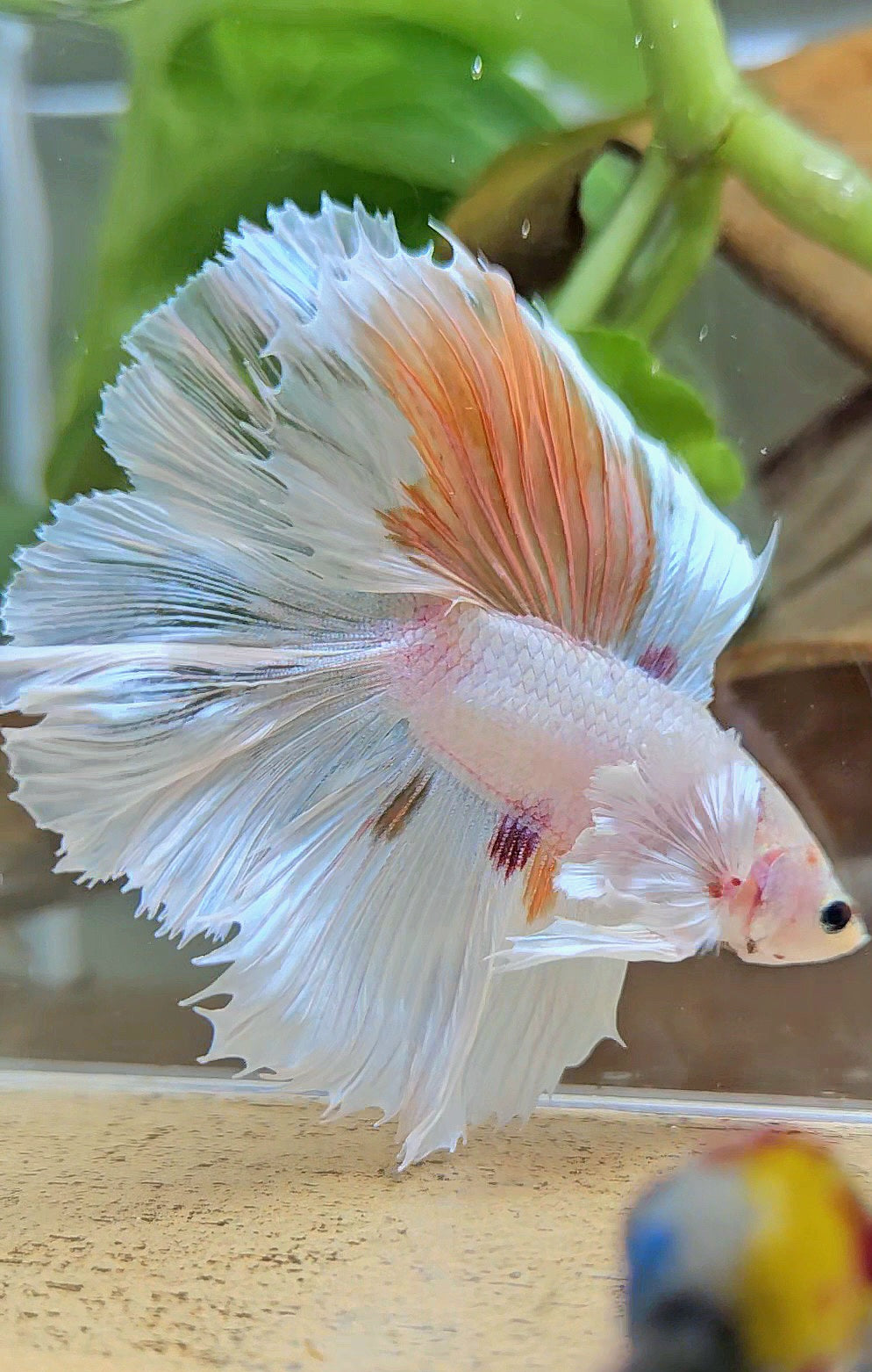 HALFMOON DOUBLE TAIL DUMBO EAR WHITE ORANGE WASH UNIQUE BETTA FISH