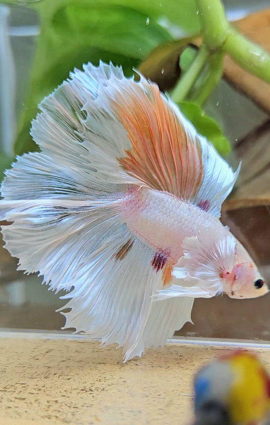 HALFMOON DOUBLE TAIL DUMBO EAR WHITE ORANGE WASH UNIQUE BETTA FISH